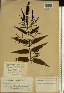 Veronica longifolia L., Eastern Europe, South Ukrainian region (E12) (Ukraine)