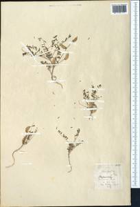 Astragalus compositus Pavlov, Middle Asia, Western Tian Shan & Karatau (M3) (Kazakhstan)