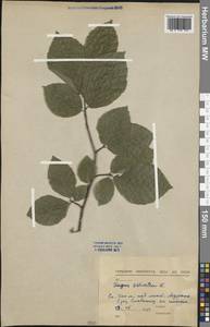 Fagus sylvatica L., Western Europe (EUR) (Slovakia)