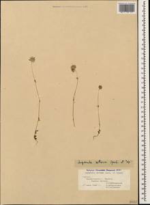 Asperula setosa Jaub. & Spach, Caucasus, Georgia (K4) (Georgia)