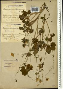 Ranunculus caucasicus M. Bieb., Caucasus, Azerbaijan (K6) (Azerbaijan)