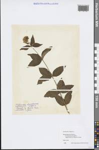 Lysimachia vulgaris L., Eastern Europe, Central region (E4) (Russia)