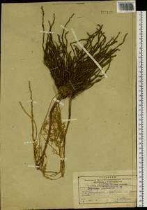Asparagus schoberioides Kunth, Siberia, Russian Far East (S6) (Russia)