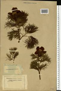 Paeonia tenuifolia L., Eastern Europe, Rostov Oblast (E12a) (Russia)
