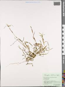 Potamogeton sibiricus A.Benn., Siberia, Western Siberia (S1) (Russia)