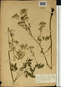 Anthriscus sylvestris (L.) Hoffm., Eastern Europe, Central forest-and-steppe region (E6) (Russia)