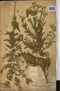 Pulicaria dysenterica (L.) Bernh., Middle Asia, Western Tian Shan & Karatau (M3) (Kazakhstan)