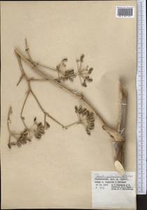 Ferula gigantea B. Fedtsch., Middle Asia, Pamir & Pamiro-Alai (M2) (Tajikistan)
