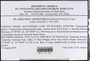 Molendoa sendtneriana (Bruch & Schimp.) Limpr., Bryophytes, Bryophytes - Baikal & Transbaikal regions (B18) (Russia)