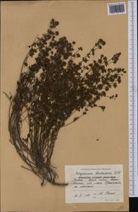 Dorycnium pentaphyllum subsp. herbaceum (Vill.)Rouy, Western Europe (EUR) (Bulgaria)