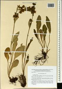 Swertia obtusa Ledeb., Siberia, Altai & Sayany Mountains (S2) (Russia)