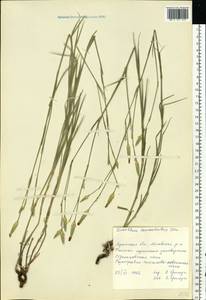 Dianthus pallens M. Bieb., Eastern Europe, North Ukrainian region (E11) (Ukraine)