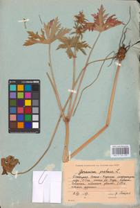 Geranium pratense L., Eastern Europe, Eastern region (E10) (Russia)