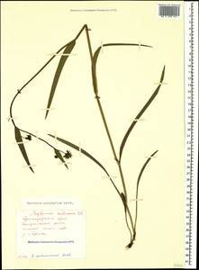 Bupleurum polyphyllum Ledeb., Caucasus, Black Sea Shore (from Novorossiysk to Adler) (K3) (Russia)