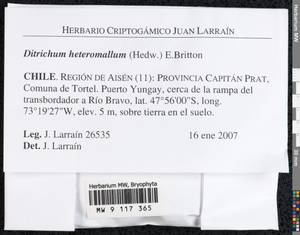 Ditrichum heteromallum (Hedw.) E. Britton, Bryophytes, Bryophytes - America (BAm) (Chile)