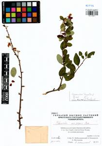 Cotoneaster mongolicus Pojark., Siberia, Baikal & Transbaikal region (S4) (Russia)