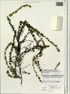 Leptodesmia microphylla (Thunb.) H.Ohashi & K.Ohashi, South Asia, South Asia (Asia outside ex-Soviet states and Mongolia) (ASIA) (Vietnam)