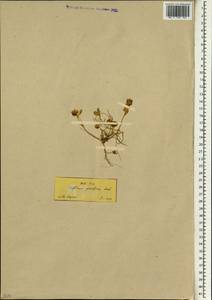 Trifolium retusum L., South Asia, South Asia (Asia outside ex-Soviet states and Mongolia) (ASIA) (Turkey)