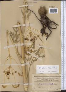 Ferula kelleri Koso-Pol., Middle Asia, Northern & Central Tian Shan (M4) (Kyrgyzstan)