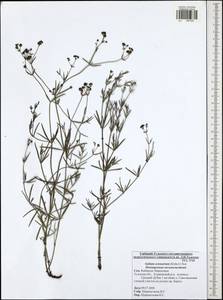 Galium octonarium (Klokov) Pobed., Eastern Europe, Central region (E4) (Russia)