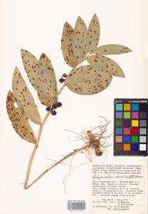 Polygonatum odoratum (Mill.) Druce, Eastern Europe, Lower Volga region (E9) (Russia)