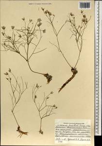 Limonium tenellum (Turcz.) Kuntze, Mongolia (MONG) (Mongolia)