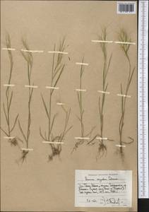 Bromus oxyodon Schrenk, Middle Asia, Western Tian Shan & Karatau (M3) (Uzbekistan)