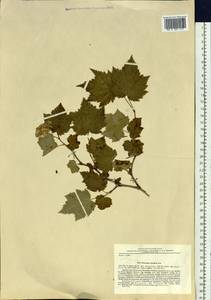 Physocarpus amurensis (Maxim.) Maxim., Siberia, Russian Far East (S6) (Russia)