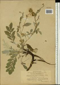 Psephellus marschallianus (Spreng.) K. Koch, Eastern Europe, North Ukrainian region (E11) (Ukraine)