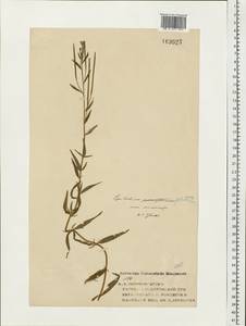 Epilobium palustre L., Eastern Europe, Central forest region (E5) (Russia)
