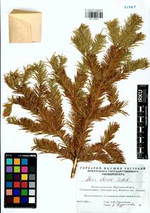 Abies sibirica Ledeb., Siberia, Baikal & Transbaikal region (S4) (Russia)