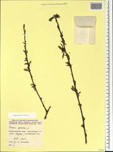 Prunus tenella Batsch, Caucasus, Black Sea Shore (from Novorossiysk to Adler) (K3) (Russia)