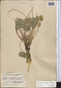 Astragalus megalomerus Bunge, Middle Asia, Western Tian Shan & Karatau (M3) (Kazakhstan)