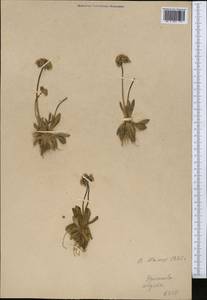 Primula algida Adams, Middle Asia, Pamir & Pamiro-Alai (M2) (Tajikistan)