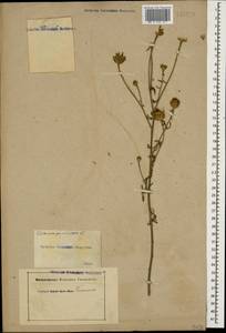 Centaurea stoebe subsp. stoebe, Caucasus (no precise locality) (K0)