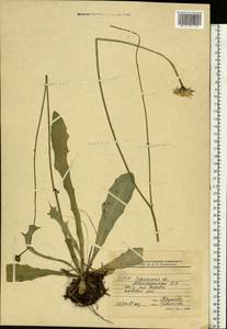 Scorzoneroides autumnalis subsp. autumnalis, Eastern Europe, Belarus (E3a) (Belarus)