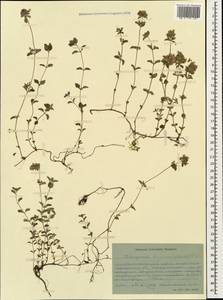 Thymus nummularius M.Bieb., Caucasus, Stavropol Krai, Karachay-Cherkessia & Kabardino-Balkaria (K1b) (Russia)
