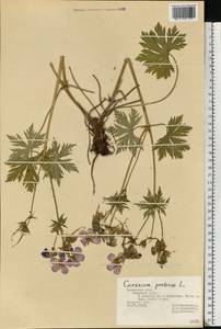 Geranium pratense L., Eastern Europe, Central region (E4) (Russia)