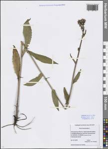 Picris hieracioides L., Eastern Europe, Moscow region (E4a) (Russia)