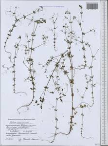 Galium tenuissimum M.Bieb., Caucasus, Black Sea Shore (from Novorossiysk to Adler) (K3) (Russia)