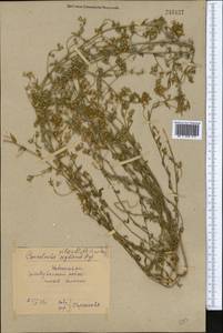 Convolvulus pilosellifolius Desr., Middle Asia, Syr-Darian deserts & Kyzylkum (M7) (Uzbekistan)