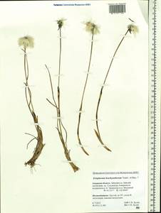 Eriophorum brachyantherum Trautv. & C.A.Mey., Siberia, Russian Far East (S6) (Russia)