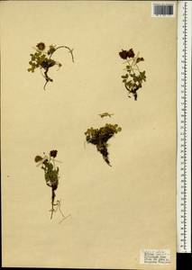 Trifolium, South Asia, South Asia (Asia outside ex-Soviet states and Mongolia) (ASIA) (Turkey)