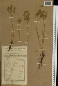 Lepidium cartilagineum (J. Mayer) Thell., Siberia, Western Siberia (S1) (Russia)