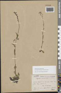 Myosotis decumbens Host, Eastern Europe, Northern region (E1) (Russia)