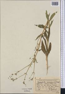 Gypsophila pilosa Huds., Middle Asia, Kopet Dag, Badkhyz, Small & Great Balkhan (M1) (Turkmenistan)