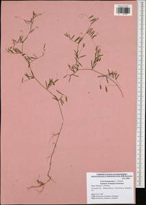 Vicia tetrasperma (L.)Schreb., Eastern Europe, Central region (E4) (Russia)