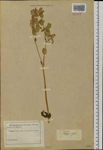 Silene vulgaris (Moench) Garcke, Siberia, Altai & Sayany Mountains (S2) (Russia)