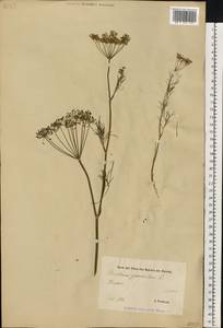 Anethum graveolens L., Eastern Europe, Estonia (E2c) (Estonia)