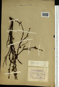 Betula nana L., Eastern Europe, Northern region (E1) (Russia)